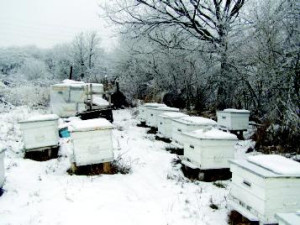 Село Пчелиное, Крым. Улеи